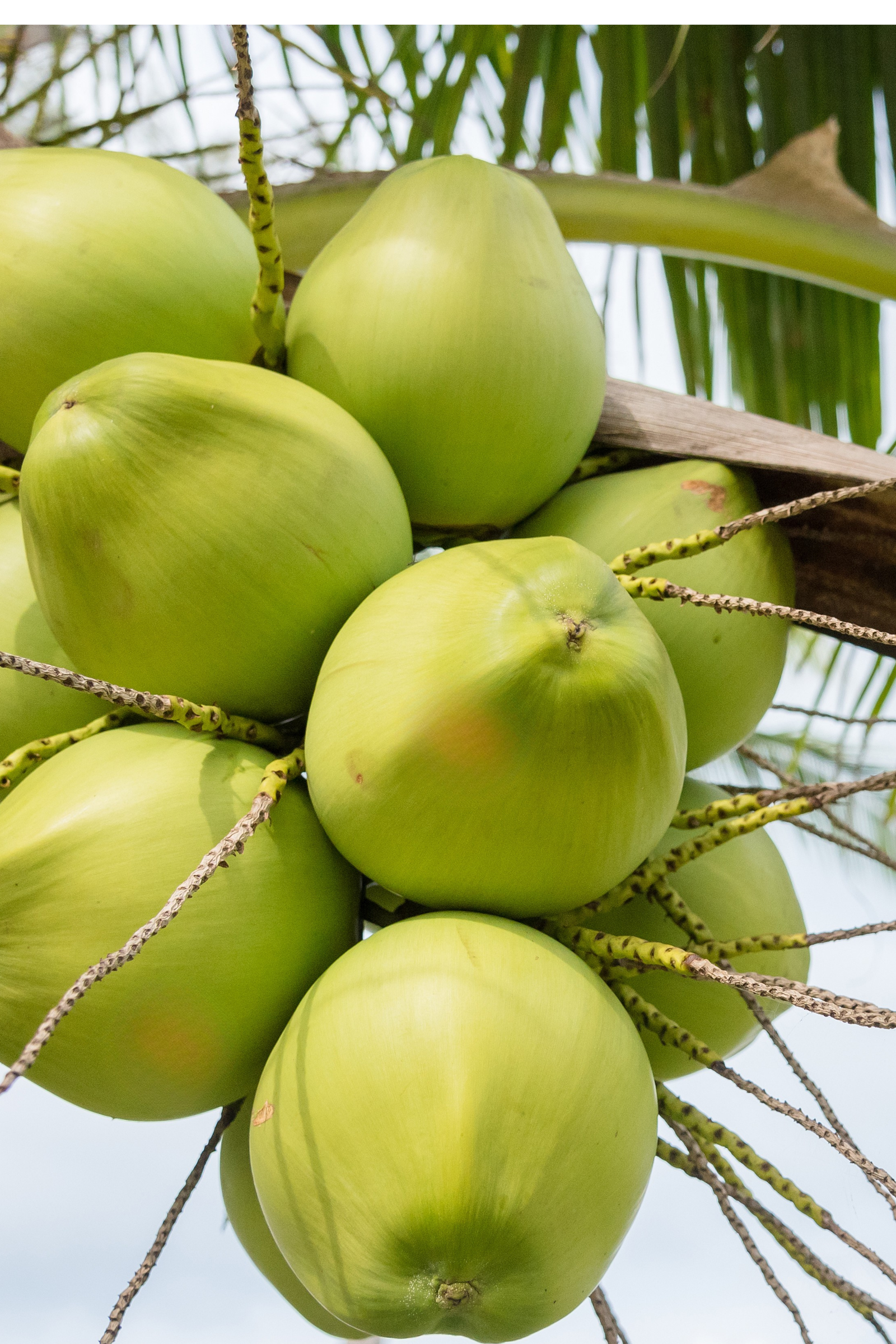 Coconut