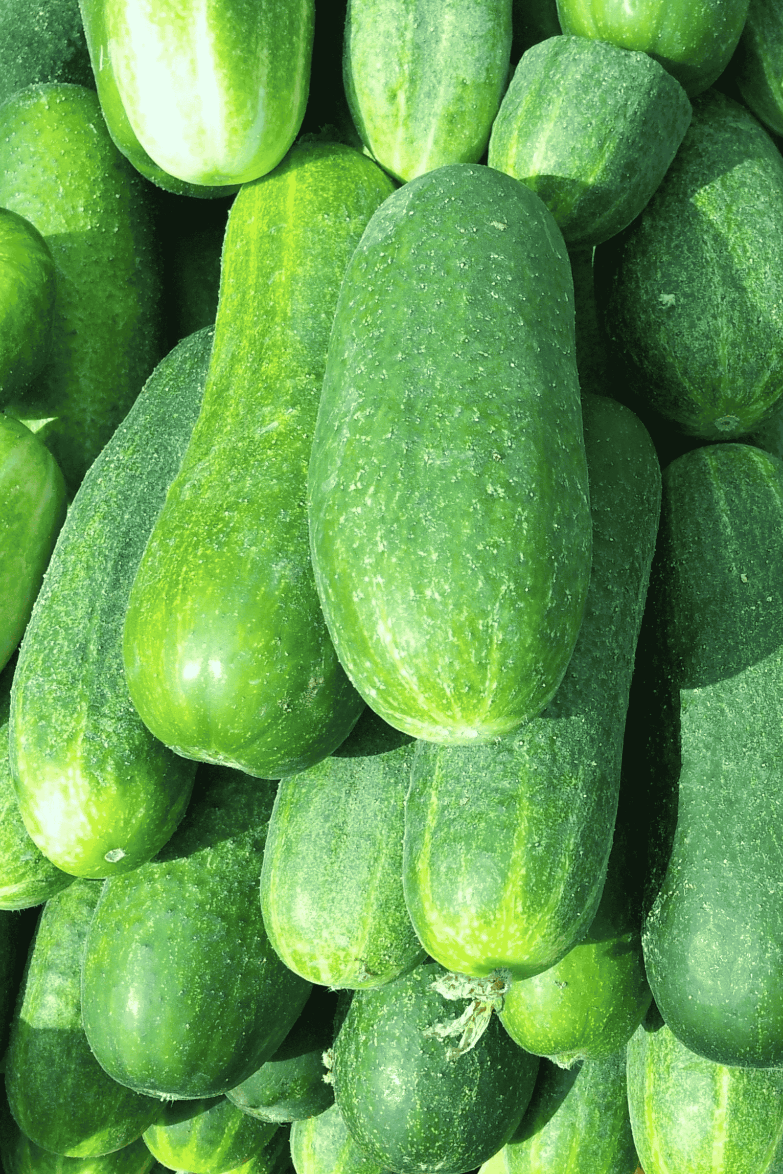 Fresh Cucumber
